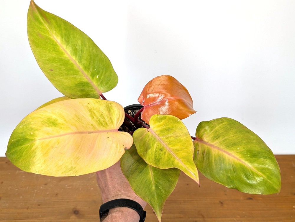 Philodendron Persimmon Princess
