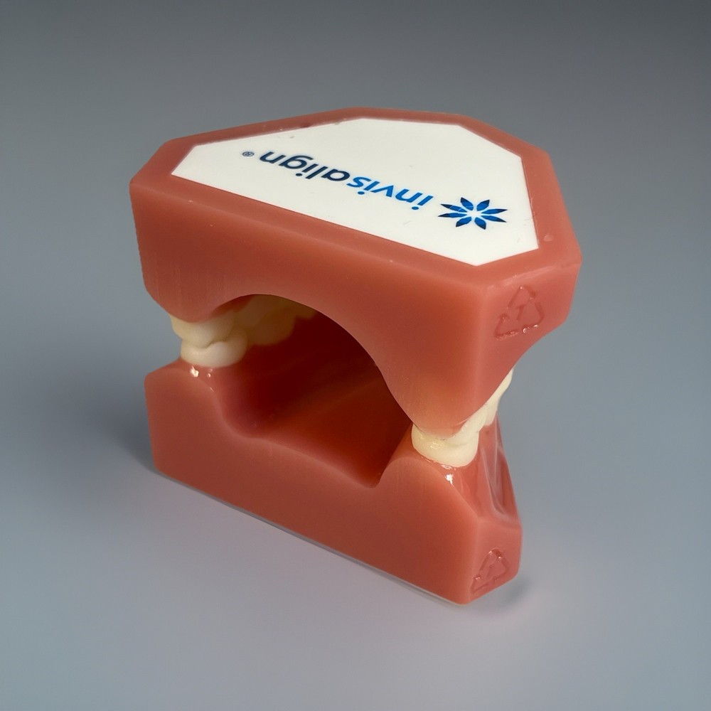 Invisalign Dental Demo Model – Teeth Display