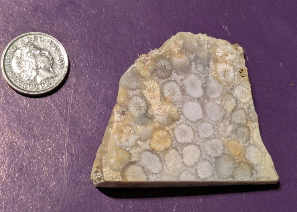 Fossilised Coral Polished Slice fllower Pattern