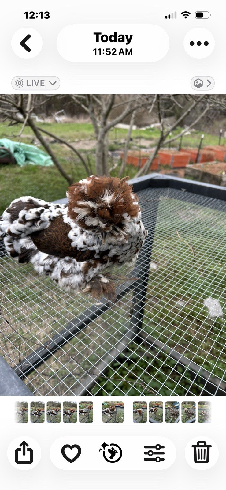 12+ Mille Fleur Satin Hatching Eggs NPIP & AI Clean.