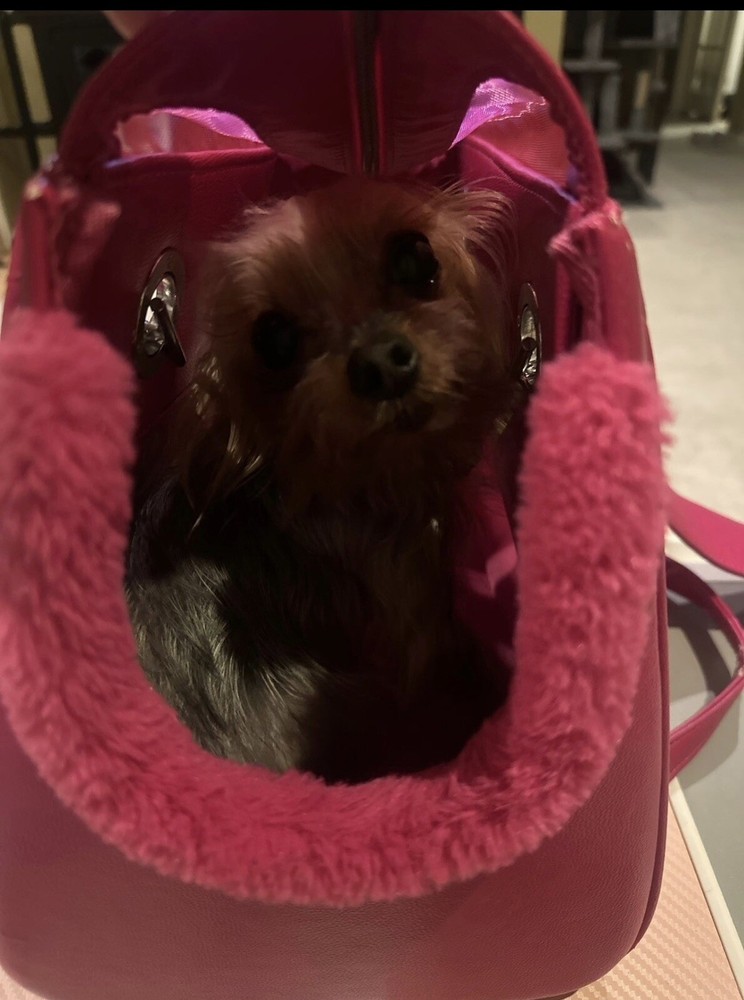 Vanderpump Bag For Dogs (pink)