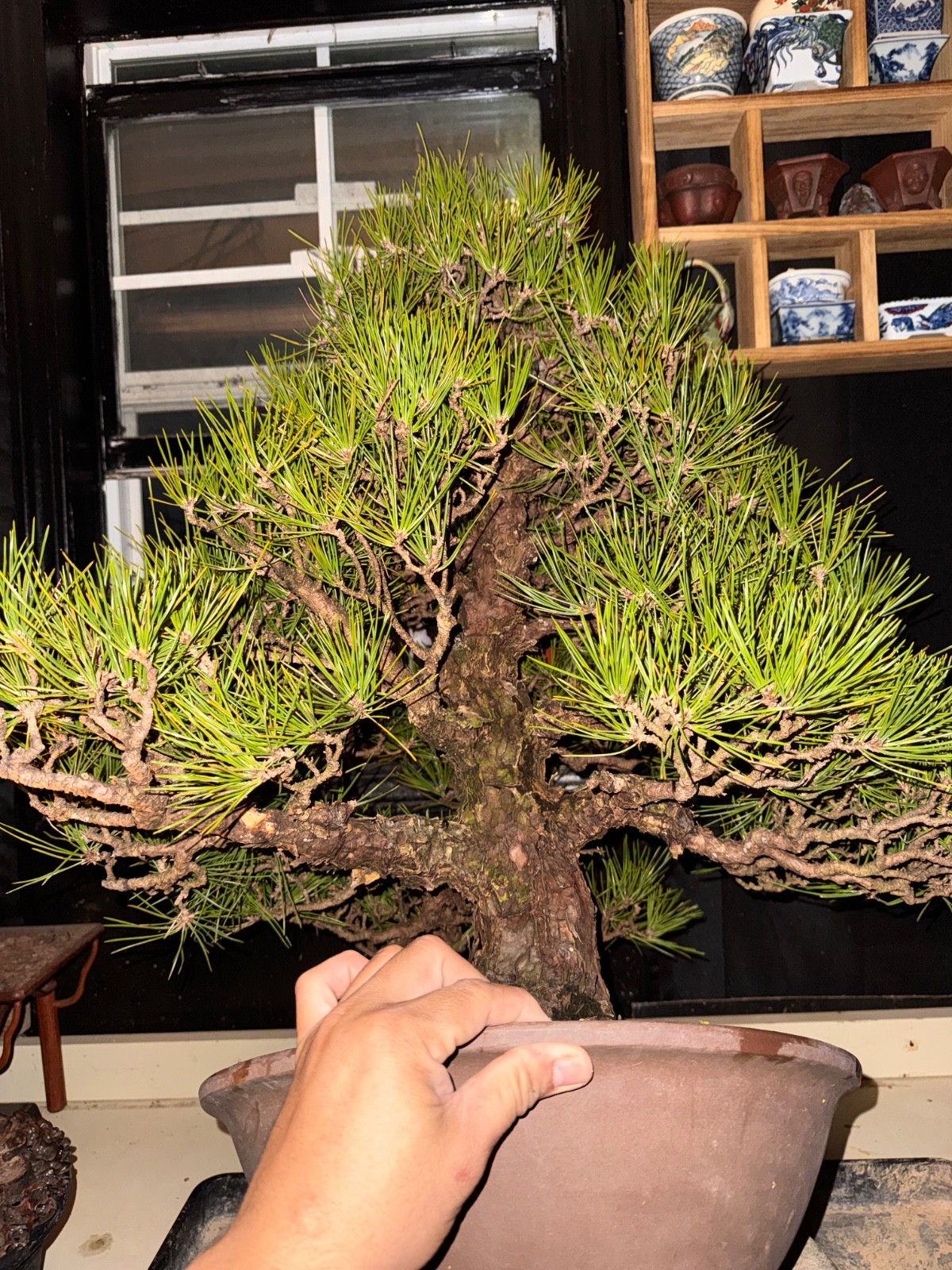 Japanese Black Pine, Bonsai Tree. Outdoor Evergreen.