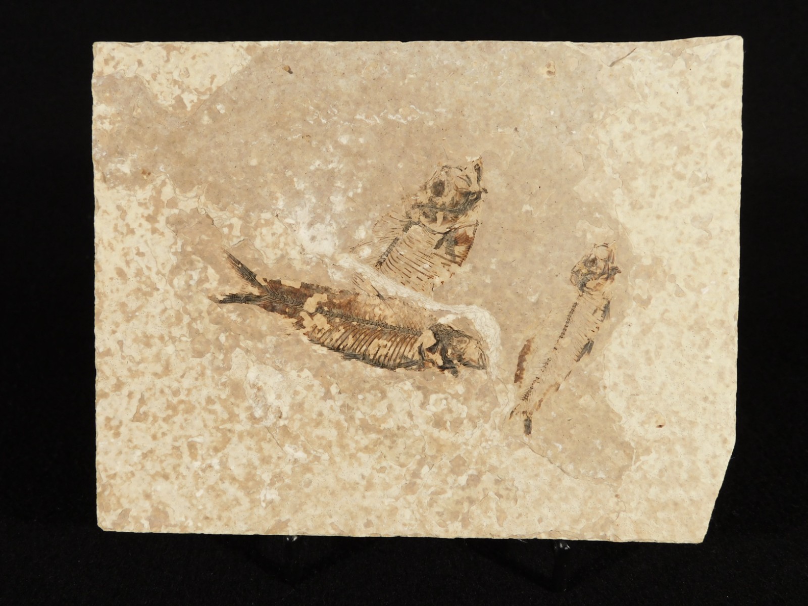 Rock AQUARIUM THREE! 100% Natural Knightia FISH Fossils From Wyoming! 291gr