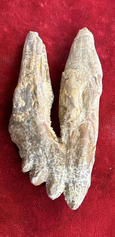 2 5/8” Basilosaurus Tooth 40-34 Mil Yrs Old Late Eocene