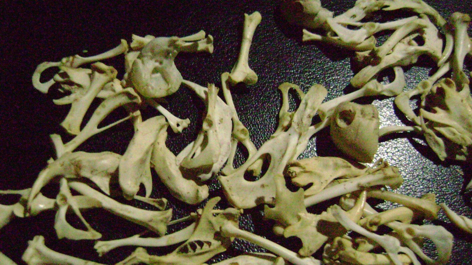 100 REAL RAT BONES taxidermy OCCULT ART crafts STEAMPUNK LOT animal skeleton