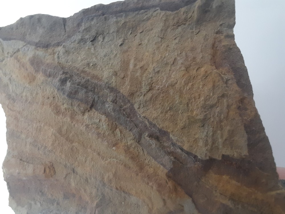Fossil Shell carboniferous Paliozoic devonian Pennsylvanian fossilized VA
