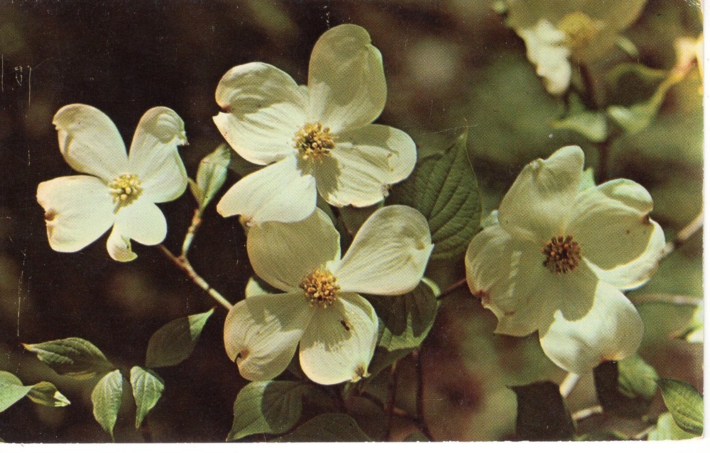 DOGWOOD  - PC4828