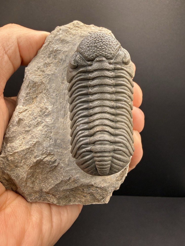 Moroccops Trilobite - Top Quality Specimen