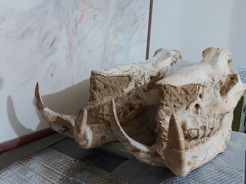 Chilotherium ( 2 skulls in single auction )