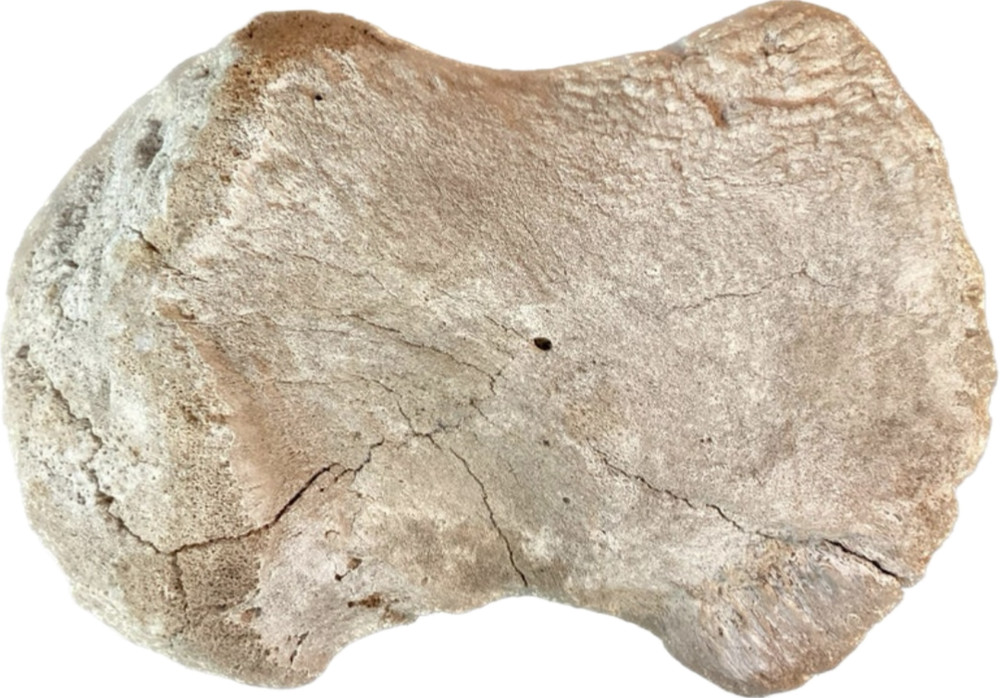 Very Large Antique Whale Vertebrae #6