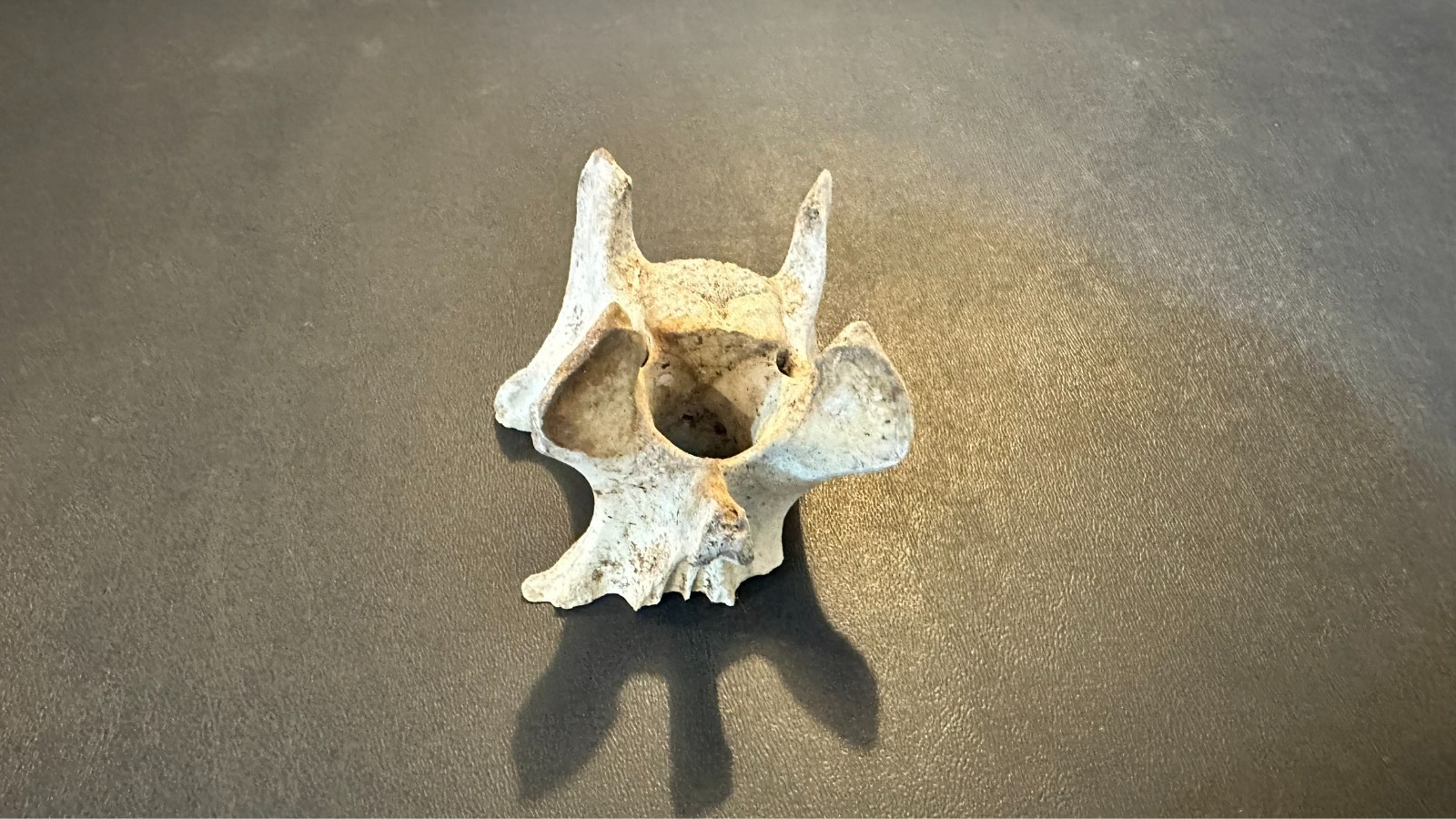 Large Animal Mammal Deer Vertebrae Smiling Bone Arts Crafts Spine Fossil