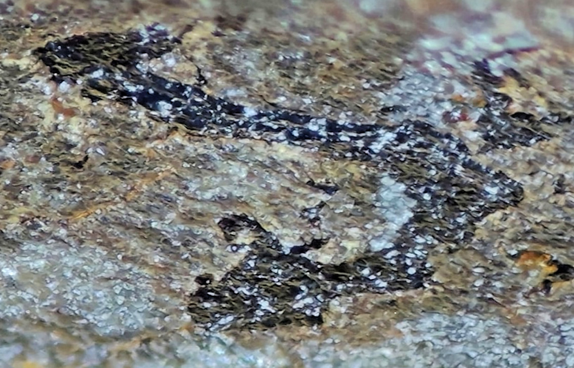 NWA 11639 ~ Achondrite Ureilite Slice ~ Graphite / Diamond Aggregates ~ 5.61 g