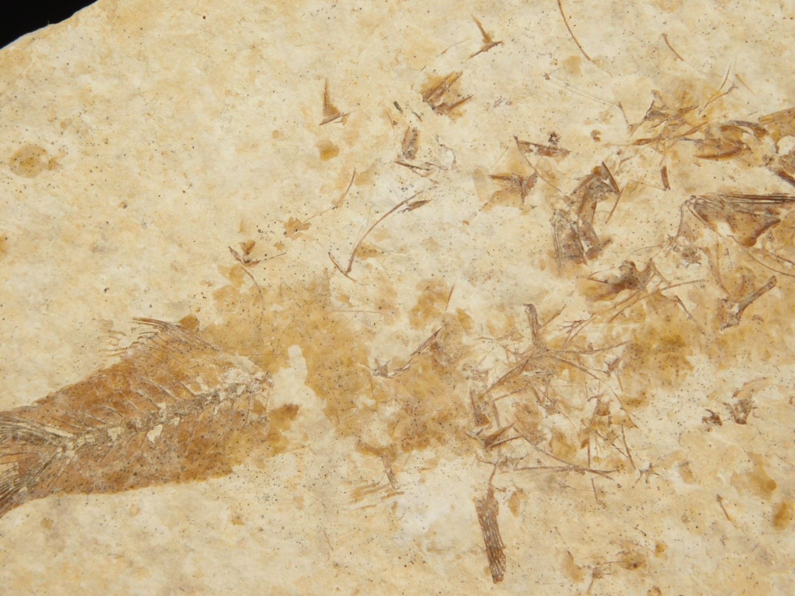 TWO! 50 Million Year Old EXPLODED Knightia Fry FISH Fossils From Wyoming 66.4gr