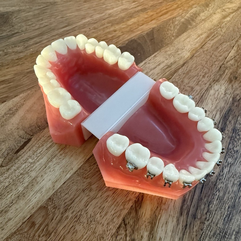 Ormco Bonding Typodont - Dental
