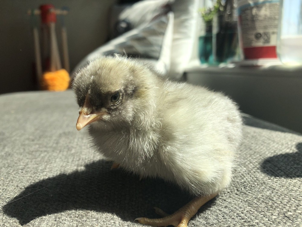 Hatching Eggs OLIVE 6+ extras EE Marans Olive / Mint / Sage / Green Rainbow