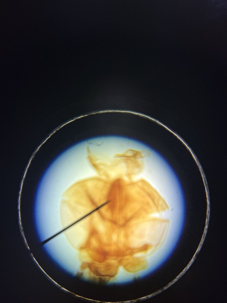 LW Scientific Explorer II Microscope with Accessories