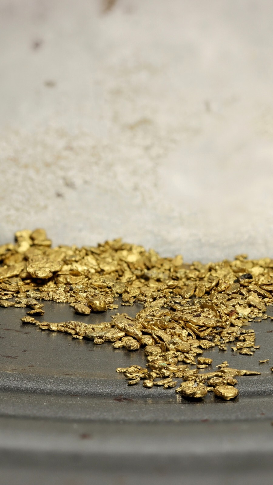 Yuba River Gold Unsearched Paydirt Plus Added Gold Straight from the River rich