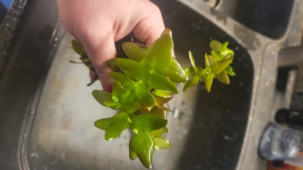 Aquatic Plant Pack (Low Tech)