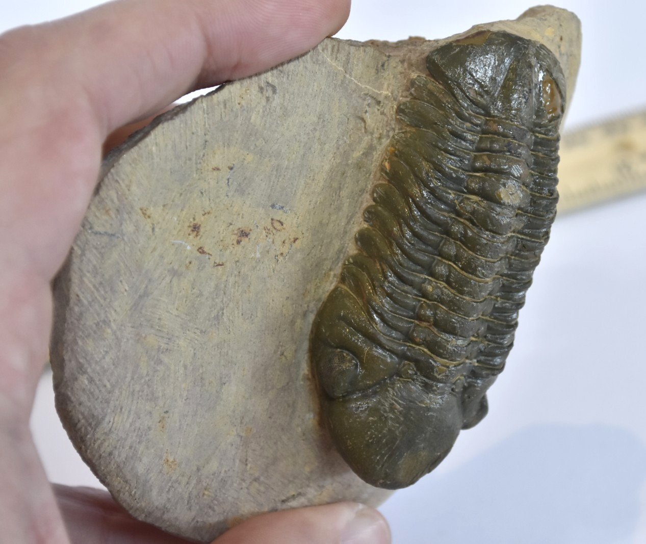 Trilobite Fossil Reedops - Fine Detail - on Matrix - Morocco - Large 3" - #36
