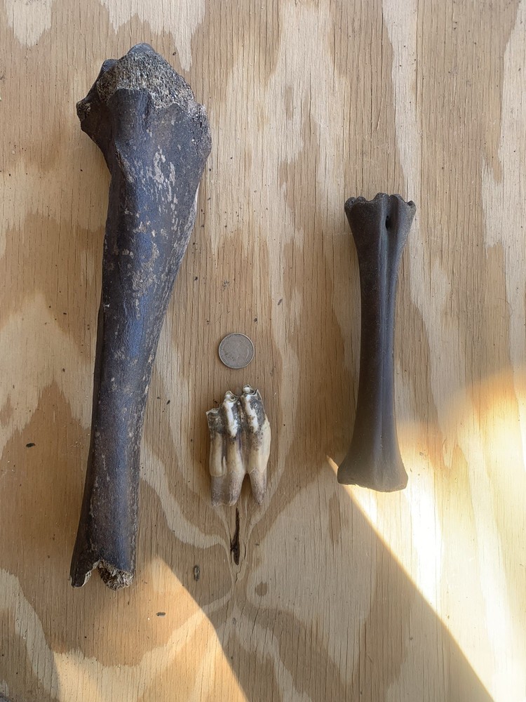 Fossilized Bison Bones