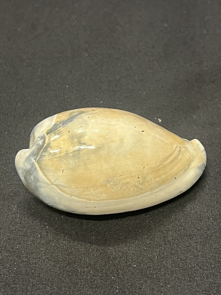 EXTINCT Fossilized COWRIE Shell From Central Florida - Pliocene Era.
