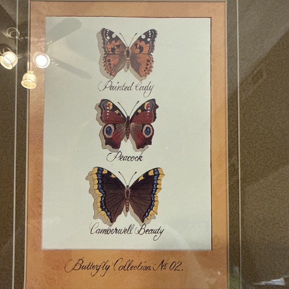 Framed Artwork, Butterfly Collection