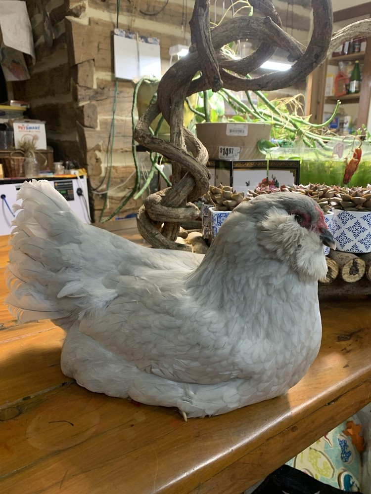 12 Lavender Ameraucana Hatching Eggs