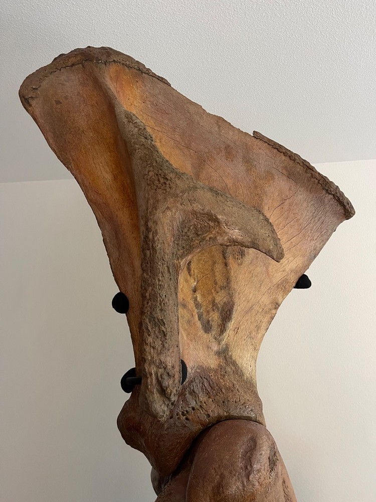 Woolly Mammoth Forearm Fossil