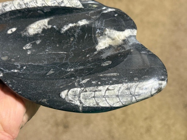AWESOME 10 1/4 " ORTHOCERAS SOAP DISH , MOROCCO