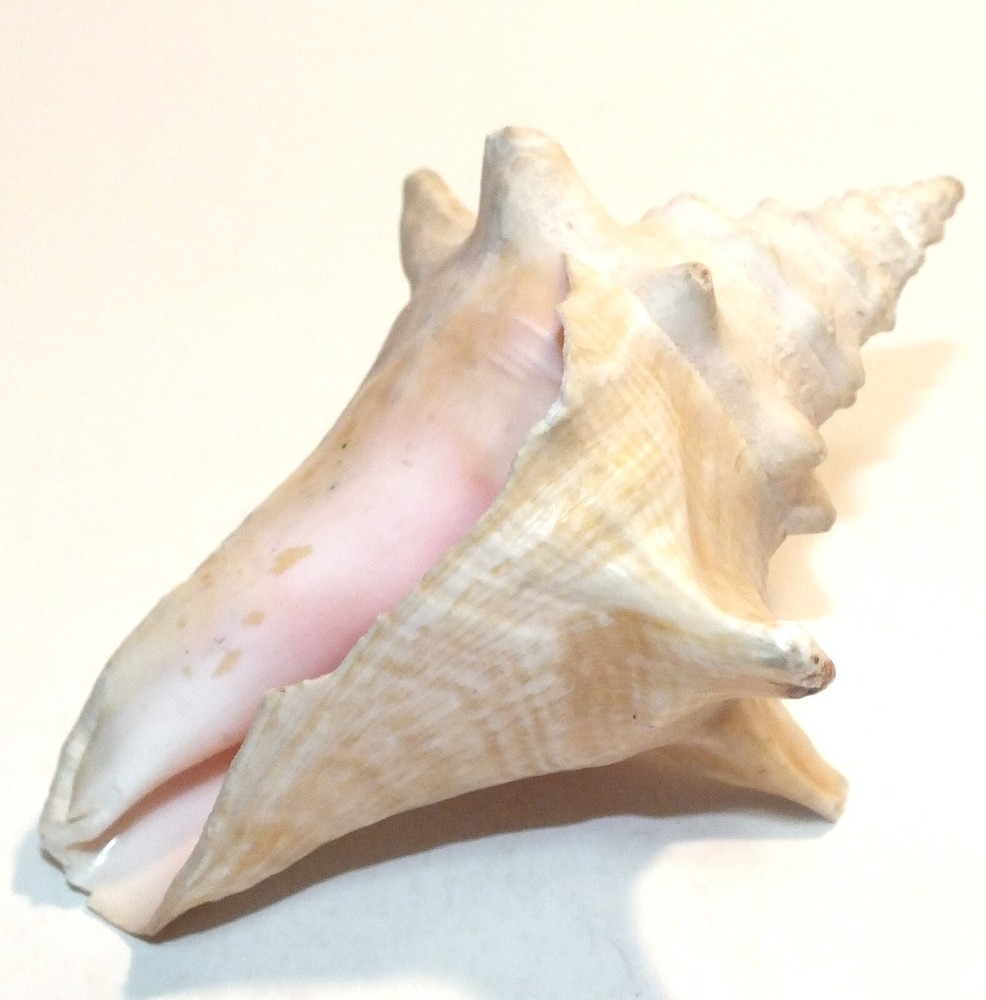 Vintage Conch Shell Seashell Shells Small Beautiful Pink Interior Natural S53