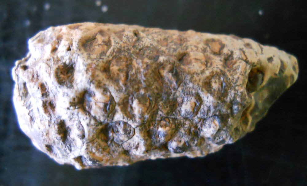 FOSSILIZED PINE CONE AGATE AGATIZED FOSSIL SPECIMEN MORROCAN 5153
