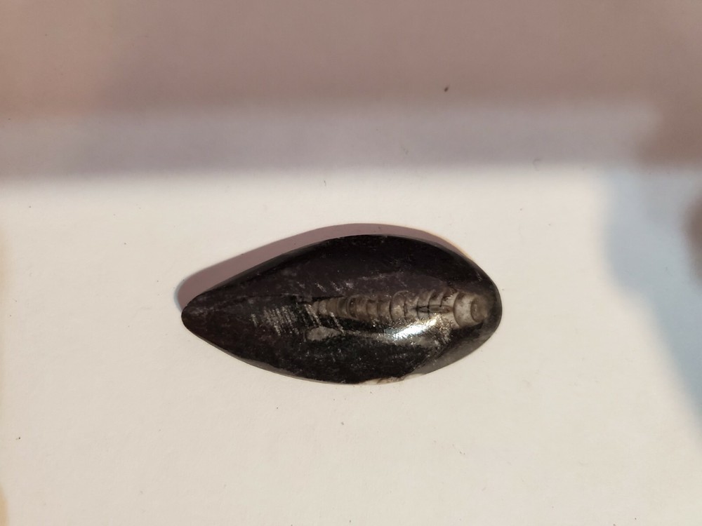 Polished Orthoceras Fossil