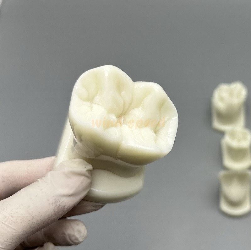 Dental Teeth Form Models OrthodonticTypodont Model For Lab Teaching Tooth Study