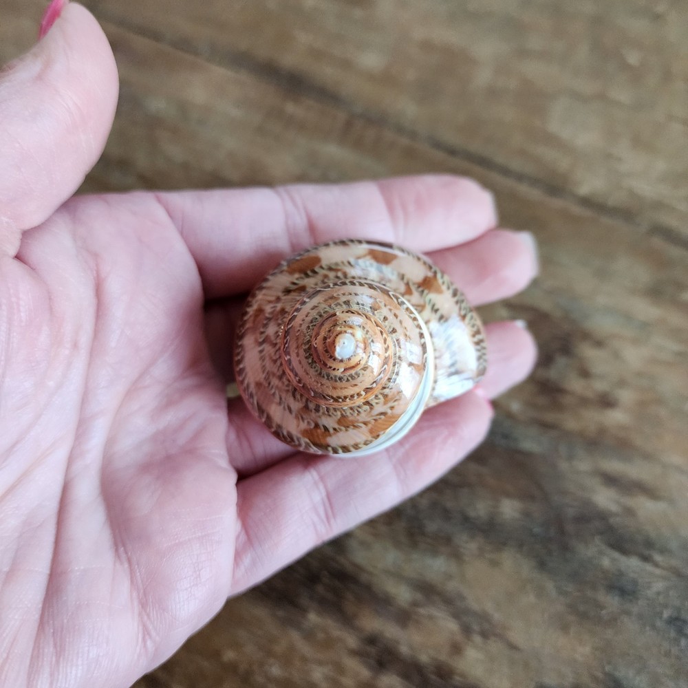 Banded Petholatus Turbo Shell - Bulk Shells - Wholesale Shells - Hermit Crab