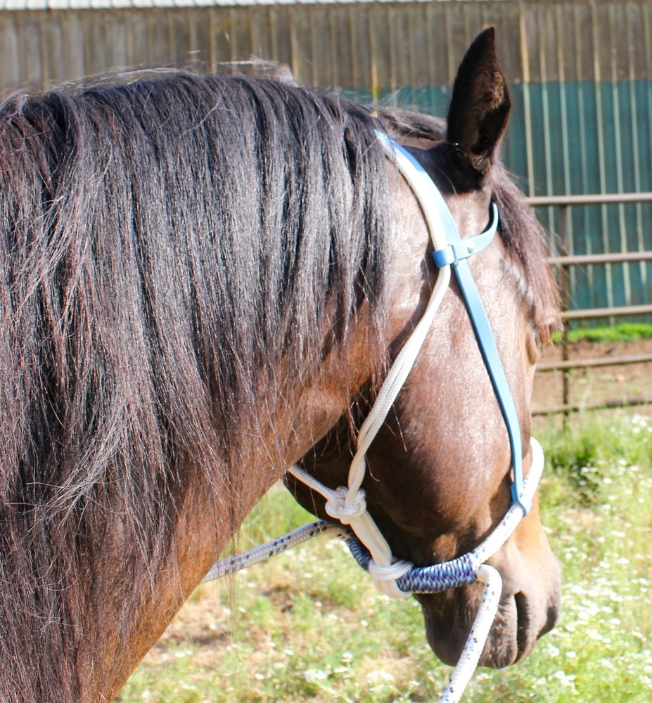Sage Green Biothane Loping / Hackamore Bridle