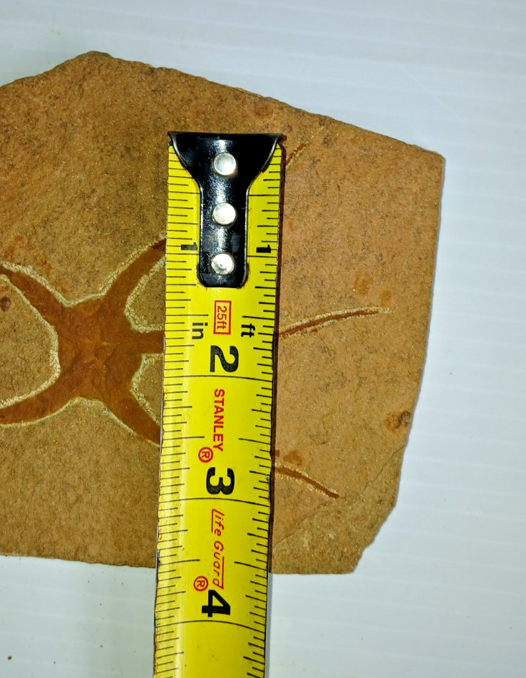 Brittlestar Starfish Fossil