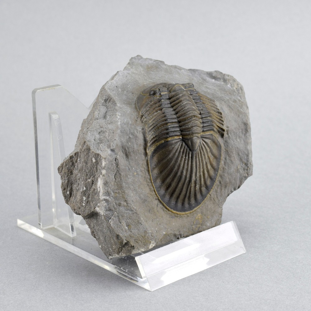 Beautiful trilobite Scabriscutellum