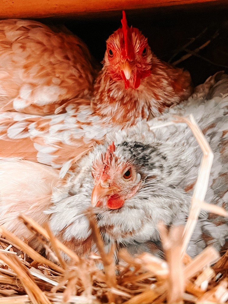 Bantam Cochin Hatching Eggs 12 ++ Assorted Colors NPIP