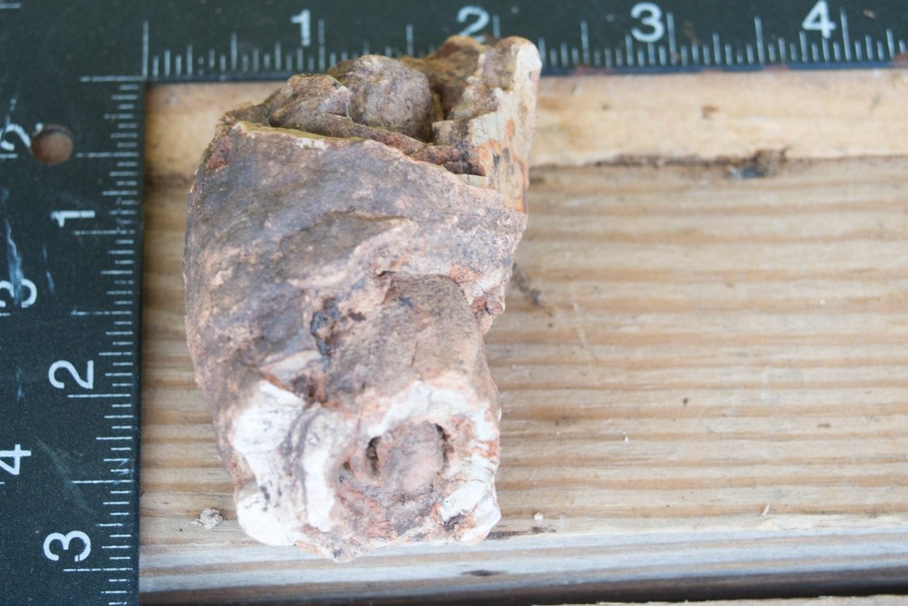 NE Oklahoma Folded Rock or Fossil