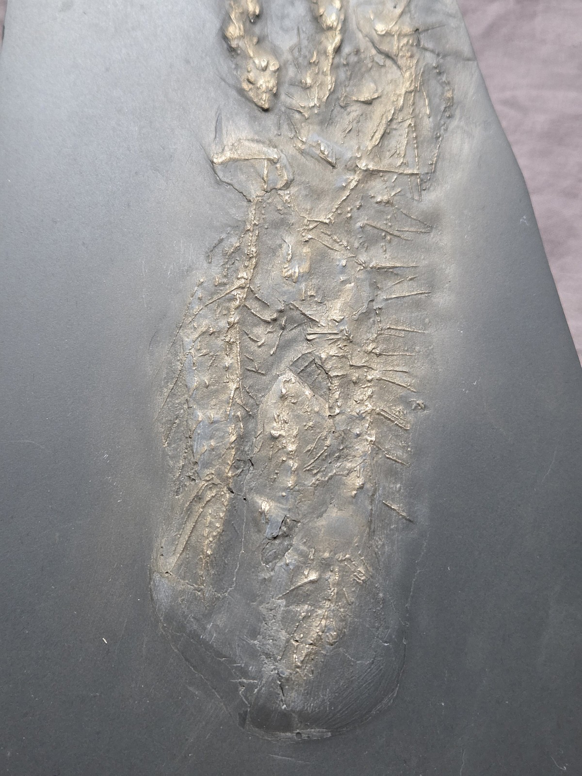 Ultra Rare Hystrigaster Horridus Starfish Fossil Devonian Bundenbach Germany