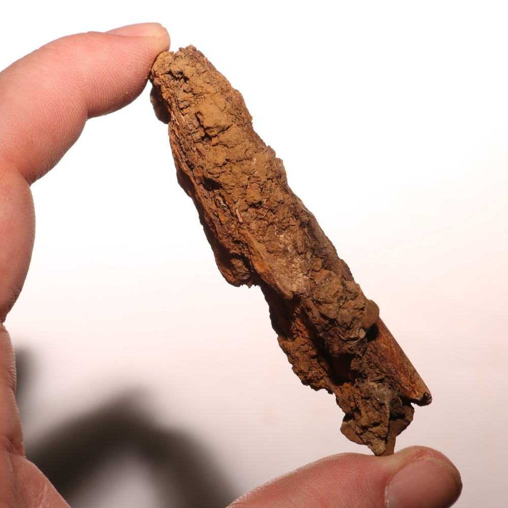 Dino Process Vertebra - Fossil Dinosaur Hell Creek Formation Cretaceous