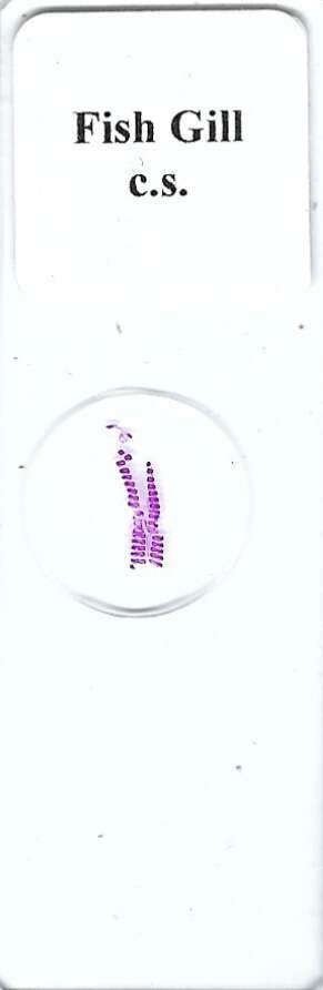 Fish Gill c.s. Microscope Slide