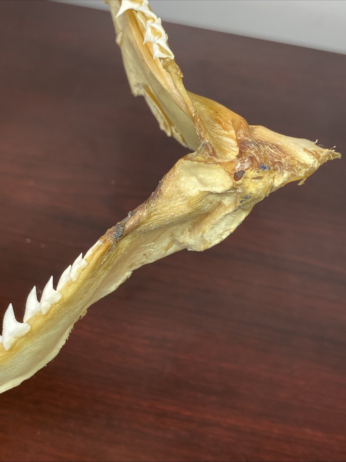 Vintage Bull Shark Jaw Taxidermy 4 Rows Of Teeth 9.5” Wide x6.25” Nautical Decor