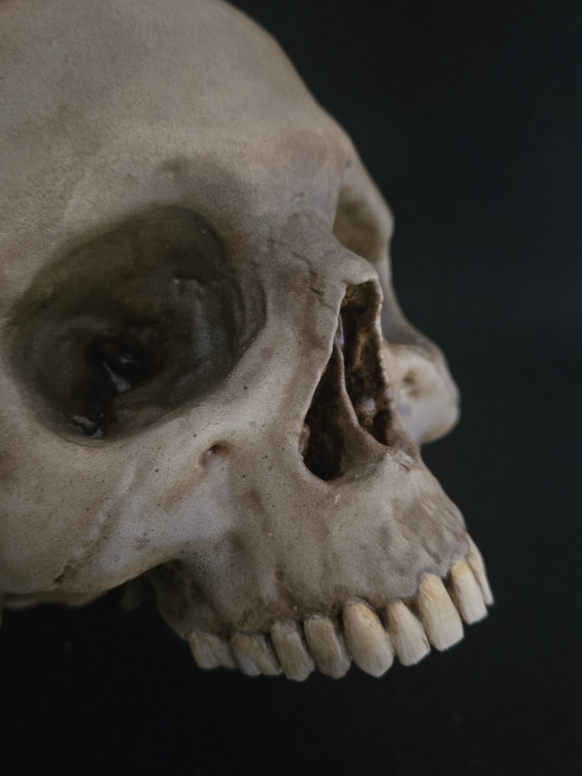 Skull Humanl Life Size Realistic
