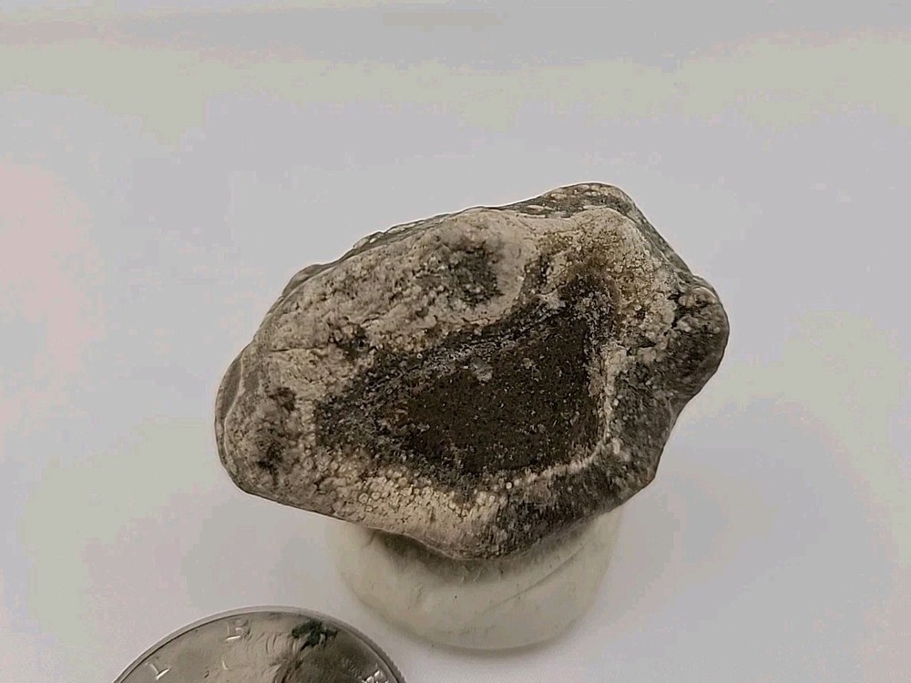 Real Permineralized Reptile Egg Fossil