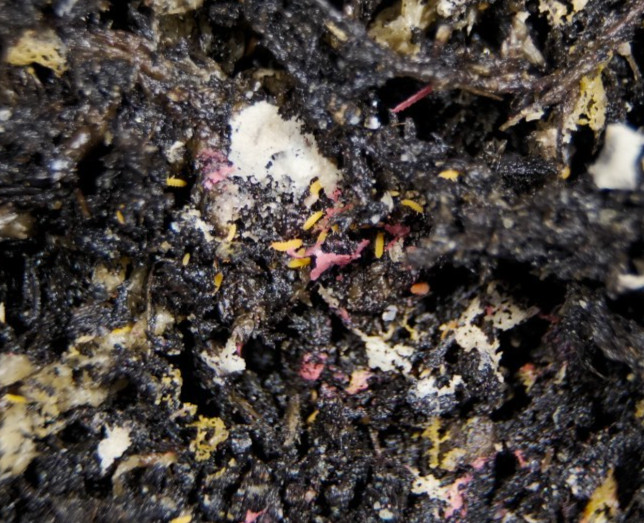 60+ Orange Springtails Yuukianura aphoruroides Starter Culture Live Guarantee