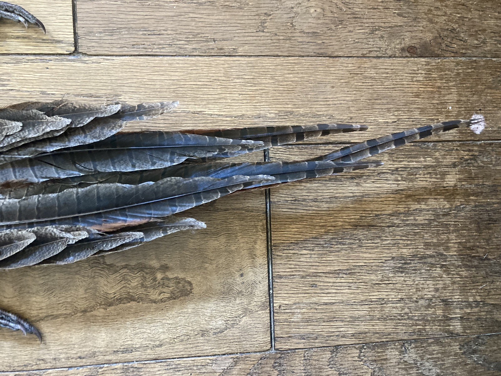 Rooster RINGNECK PHEASANT Full SKIN 2 Wings Tail Feathers Wall Art Man Cave