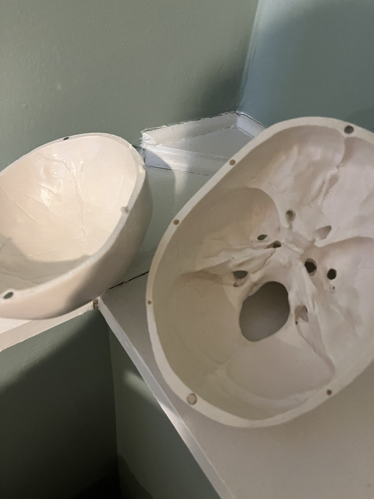 Dental School Training Artificial Head Plastic Removable