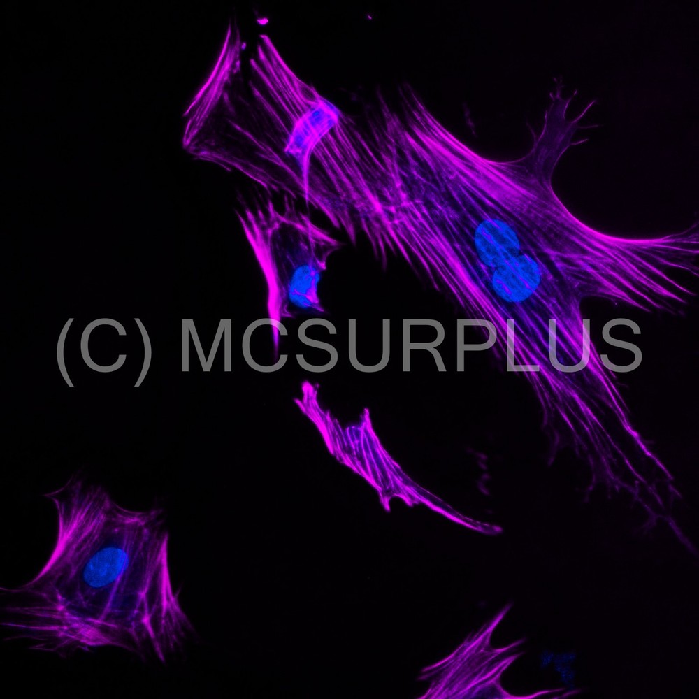 Hamamatsu ORCA-Flash4.0 LT sCMOS monochromatic microscope camera NO CONDENSATION