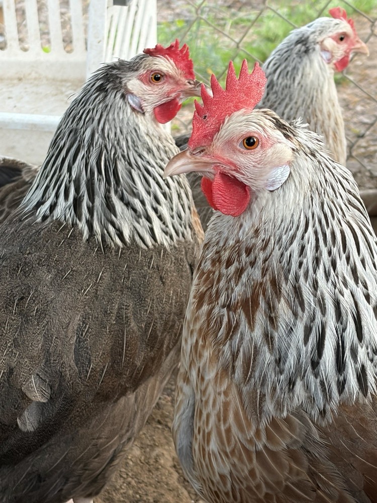 Threatened SC SG Dorking Hatching Eggs